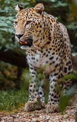 Naklejka premium Portrait of Persian leopard in zoo
