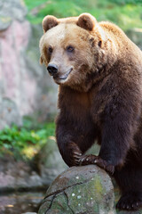 Obraz premium Kamchatka brown bear on rock