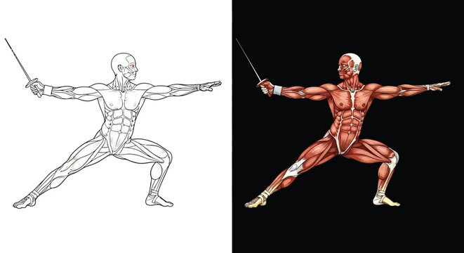 Detailed anatomical illustration of a male figure in a fencing lunge pose, showcasing the muscular system in both line art and colored versions.