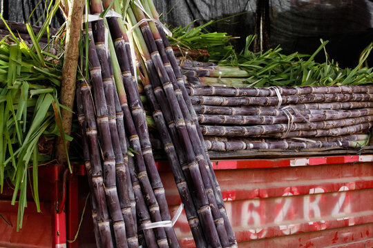 Fresh Sugar Cane Stalks with Black Purple Skin Bundled at Market