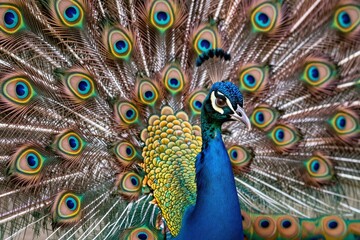 Obraz premium A peacock with its feathers spread out in the air