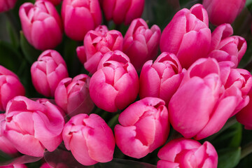 Fototapeta premium Pink tulip bouquet close up with fresh spring flowers, vibrant floral background texture in Latvia