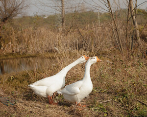 Obraz premium White Geese Pair Walking in Harmony Through Idyllic Rural Farming Landscape with Rice Fields and Nature