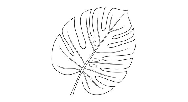 Monstera Leaf Outline Drawing - Minimalist Tropical Plant Vector