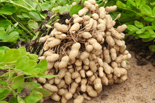 Fresh harvested peanuts in shells on wet soil in outdoor farm setting with green plants