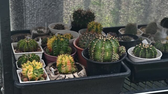Gardener spraying liquid fertilizer to cactus. Liquid fertilizers are concentrated nutrient solutions designed for efficient and precise application to crops in a liquid form.