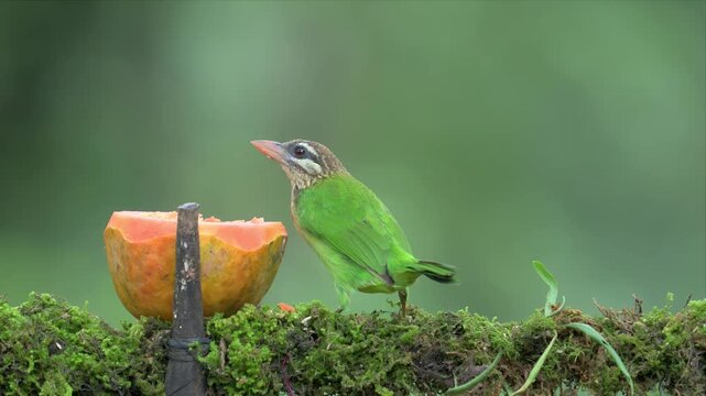 video of a white-cheeked barbet perches on mossy branch.eating papaya fruit and sits beside it. Soft focus background enhances wildlife feel. Natural daylight highlights bird's vivid feathers