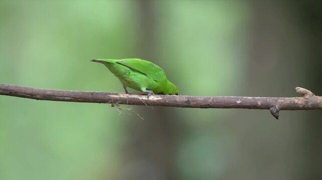 close up video of golden fronted leafbird perches calmly on a thin branch and jumping. Soft background blurs, drawing focus to the bird. Tiny orange beak adds contrast to its vivid plumage.