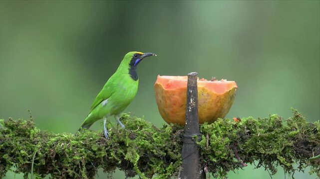 close up video of golden fronted leafbird perches on mossy branch and eating fruits. Feeds on fresh papaya slice held upright. Natural forest backdrop softens focus.