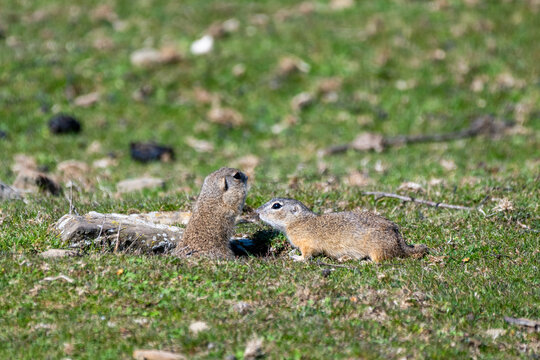 two European ground squirrels (Spermophilus citellus) interacting at the entrance of a burrow in a grassy Bulgarian meadow, with one squirrel peering out while the other nuzzles it.
