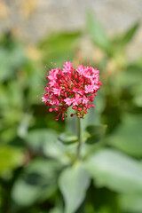 Fototapeta premium Red valerian flowers - Latin name - Centranthus ruber