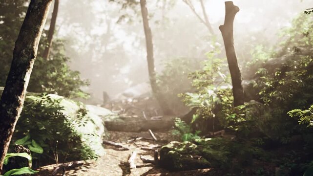 Steep forest climb with sunlit ridge ahead, exposed roots and stones form natural stairs, misty ambiance invites active exploration and outdoor challenge.