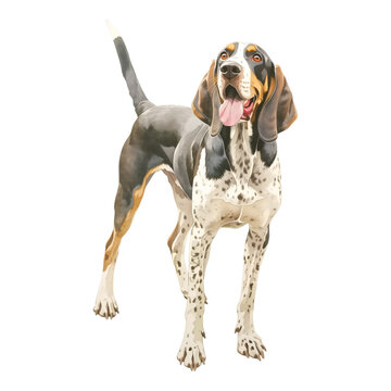 Illustration of a tri-color hound standing on transparent background. Purebred dog with spotted coat and tongue out. Pet animal portrait for veterinary, breeding or pet care concept.
