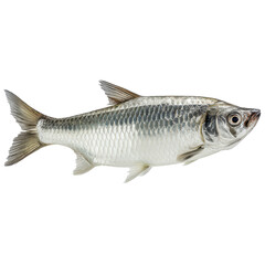 Obraz premium Fish swimming in a clear water environment showing its shiny scales and unique features captured during daytime in natural habitat