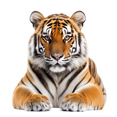 Obraz premium Portrait of a tiger resting at the camera in a simple background with a focus on its face and features showing its unique pattern and eyes