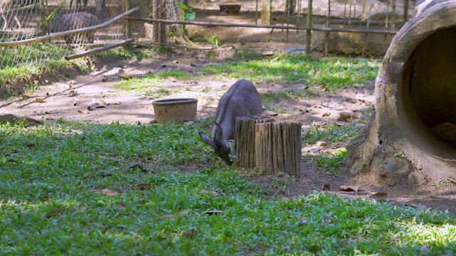 Dark grey mainland serow standing in a grassy zoo enclosure near a stone tunnel and wooden bowl. The small goat-antelope explores its naturalistic habitat in a wildlife sanctuary or park.