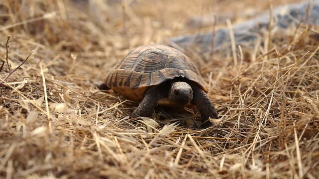 Turtle rests on dry grass in its natural habitat. Brown loggerhead turtle slowly moves across sunlit patch of dry grass. Wildlife conservation concept, reserve.Testudines 