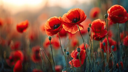Fototapeta premium Vibrant Red Poppies Blooming in a Sun-Drenched Field at Golden Hour.