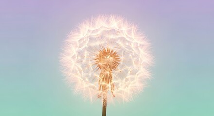 Obraz premium Dandelion Flower Blooming in Nature.