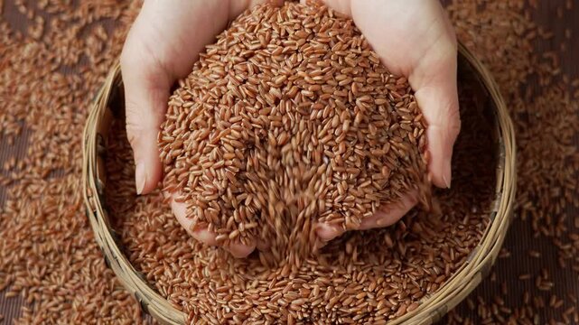 Hands holding brown rice grains over woven basket