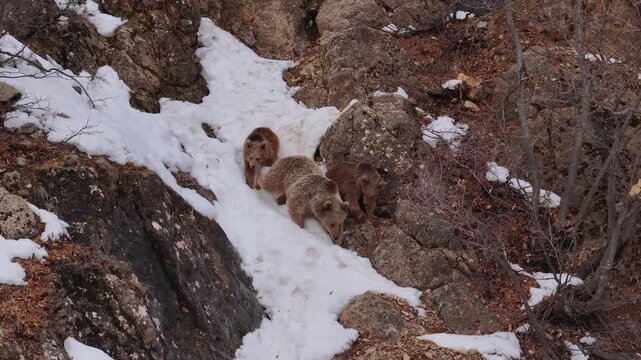 Brown Bear Mother with Two Cubs Walking on Snowy Rocks
