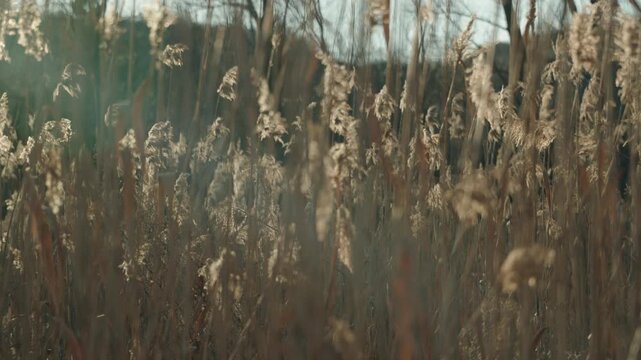 Close up of dense dry reeds in the swamp. Natural plant texture with soft sunlight and blurred background.