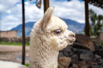 Fototapeta premium White baby alpaca in Peru wearing colorful pom-poms