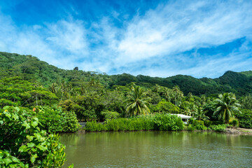 Obraz premium Mangrove on the Coast of Tahaa Island, French Polynesia