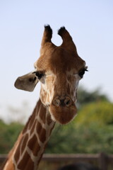 Naklejka premium Giraffe looking sideways. High quality 4k footage