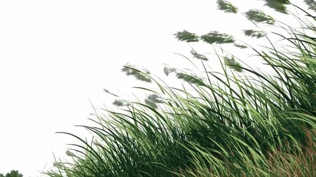 Dynamic green reeds gracefully sway and undulate with the brisk wind against a bright, expansive white background, showcasing nature's lively animation