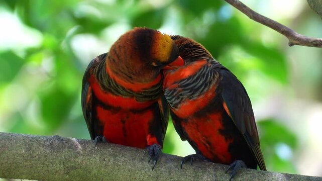 A pair of dusky lories (Chalcopsitta fuscata) perched on a tree branch amidst lush green foliage, engaged in affectionate behaviour, preening and grooming one another, close up shot.