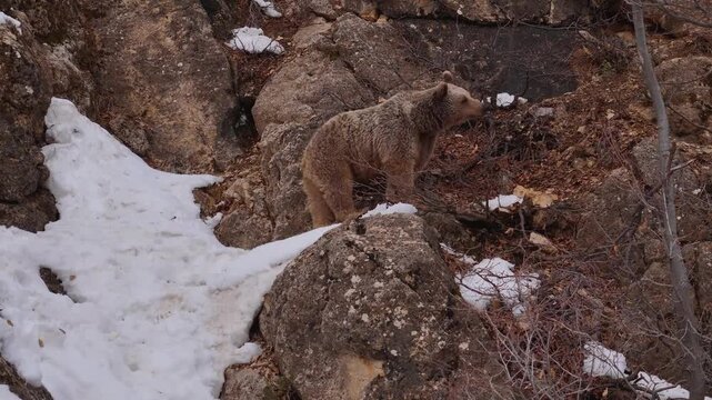 Brown Bear Climbing Rocky Terrain in Winter Landscape