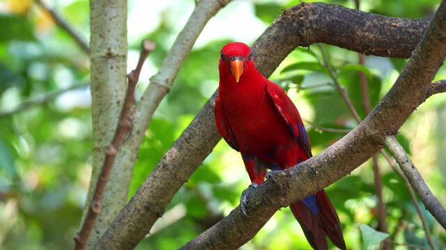 A Red lory (Eos bornea) perches on tree branch amidst lush green foliage, preening and grooming its vibrant plumage, close up shot.