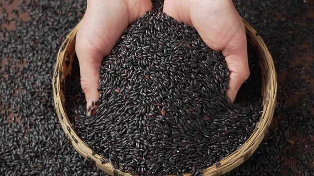 Hands holding black forbidden rice in bamboo sieve