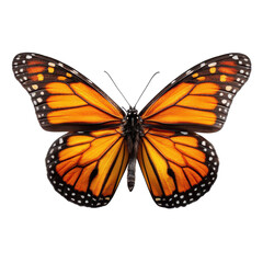 Obraz premium Colorful butterfly flying in a garden during spring morning hours near blooming flowers and warm sunlight
