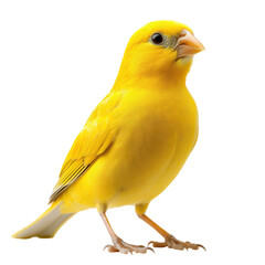 Bright yellow canary standing on a white surface, showcasing its features with focus on its body and face, creating an engagement for bird enthusiasts and nature lovers