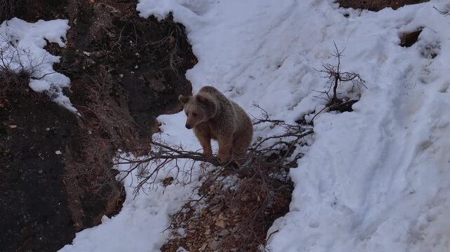 Brown Bear Standing on Snowy Cliff in Winter