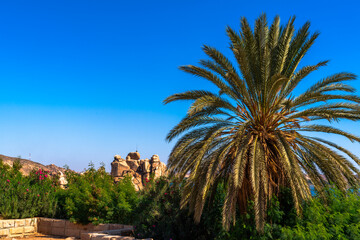 Fototapeta premium Palm Trees Along Nile River in Aswan Egypt