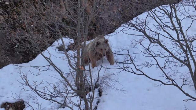 Brown Bear Mother and Cub Walking on Snowy Mountain in Winter