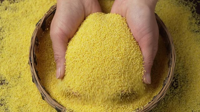 Hands holding yellow millet grains over woven basket