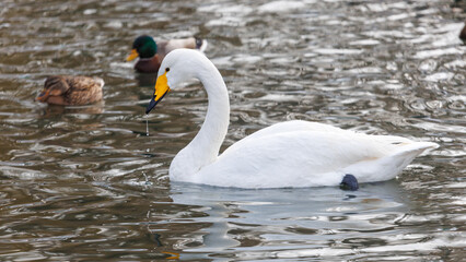 Fototapeta premium A white swan is swimming in a body of water
