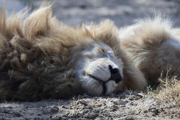 Sleeping lion resting. close-up of the face of a sleeping predatorHigh quality photo © Broker_Aleksandr