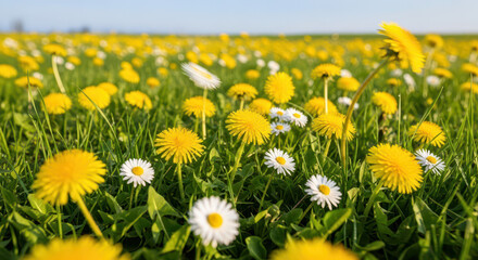 Fototapeta premium A serene field of vibrant yellow dandelions and white daisies on a sunny day
