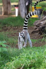 Obraz premium Lemurs climbing branches. a funny lemur in an enclosure. High quality photo