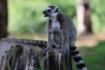 Lemurs climbing branches. a funny lemur in an enclosure. High quality photo © Broker_Aleksandr