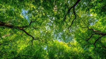Fototapeta premium Lush Forest Canopy Viewed From Below With Dappled Sunlight Filtering Through Green Leaves