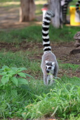 Obraz premium Lemurs climbing branches. a funny lemur in an enclosure. High quality photo