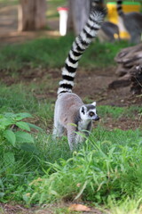 Obraz premium Lemurs climbing branches. a funny lemur in an enclosure. High quality photo