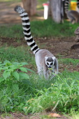 Obraz premium Lemurs climbing branches. a funny lemur in an enclosure. High quality photo