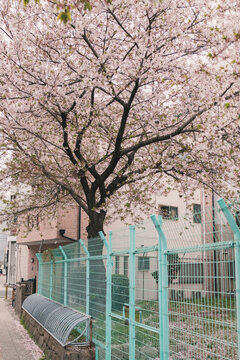 Cherry blossom with pink flowers and green fence on Osaka residential street